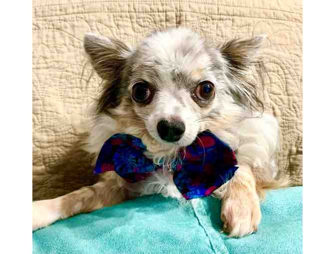 Toby's Colorful Bowtie w/Collar