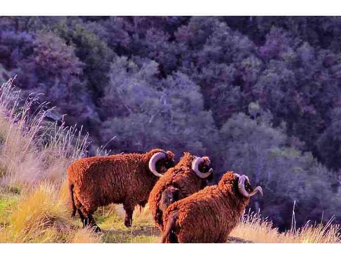 Big Game Safari- New Zealand