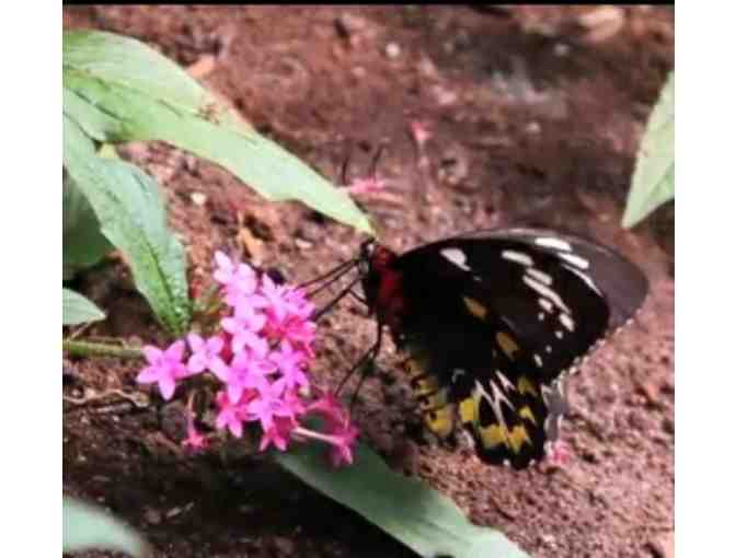 $35 Butterfly Place Gift Certificate