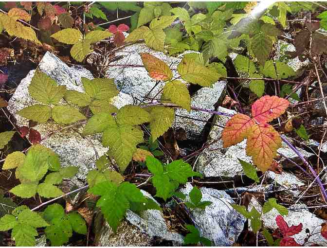 Nature's Splendor- Two Nature Photographs