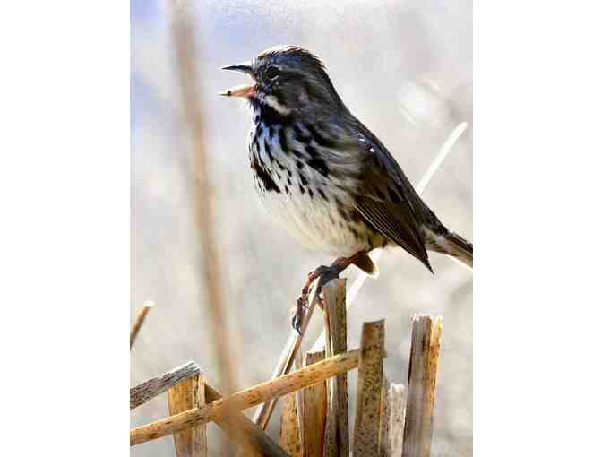 Nature's Splendor- Two Nature Photographs