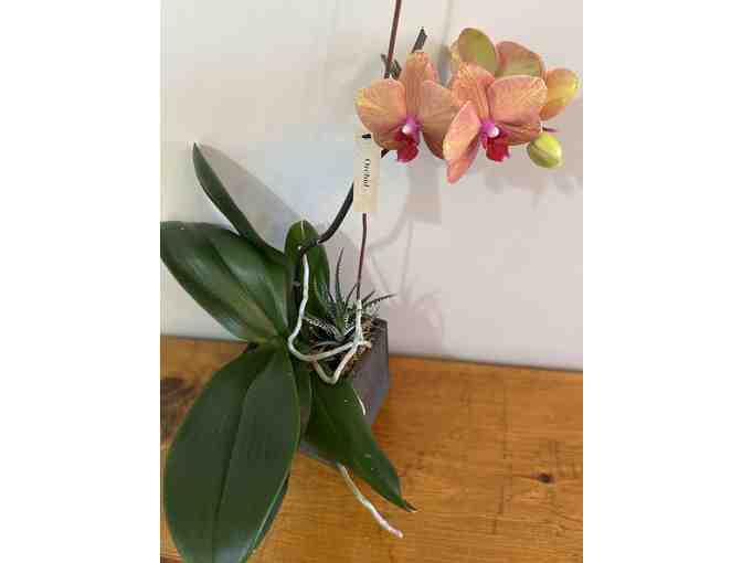 Orchid in Soft Wood Planter