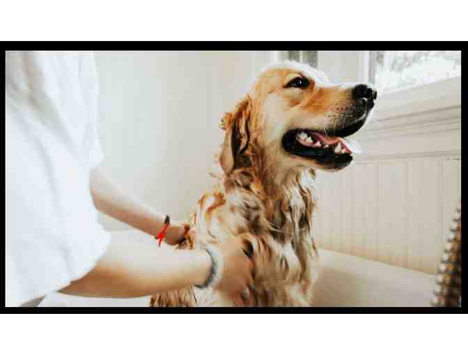 South Bay Dog Deluxe Spa Bath