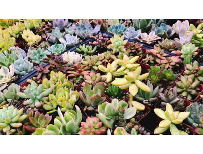 $50 Gift Card to Sunset Nursery