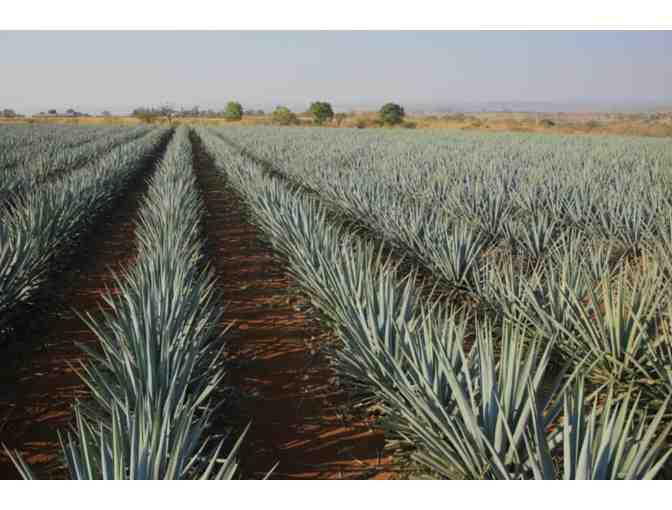 Bottle of Siempre Tequila Plata