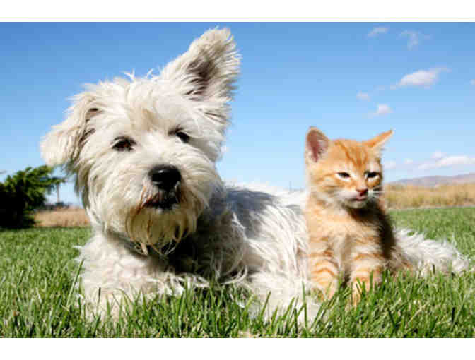 Mann Memorial Veterinary Clinic - $200 gift certificate