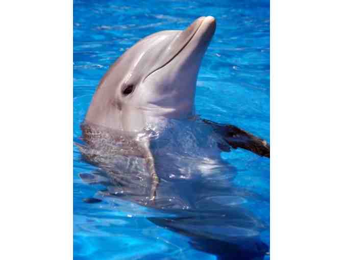 4-Hour Dolphin Journeys Adventure for 1