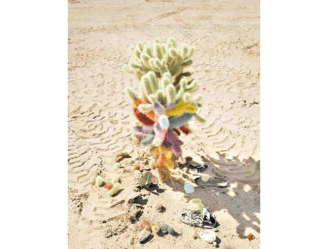 Painted Cactus, High Desert Test Sites, Joshua Tree by Peter Bohler