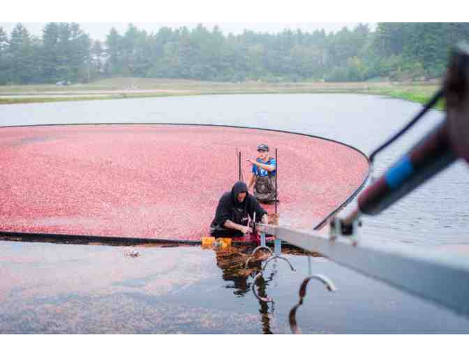 Cranberry Bogger Experience at the Barn on Benson's Pond (Middleborough, MA)