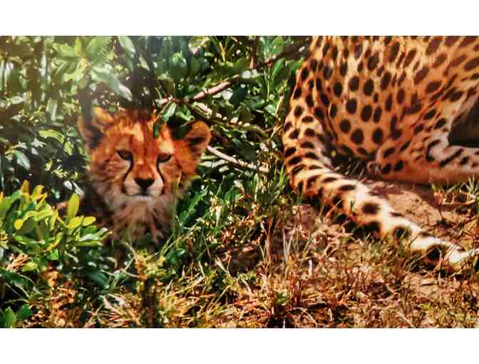 Artistic, Original Photo by M. Wasson: Cheetah standing Guard 26.25' x 26.25'