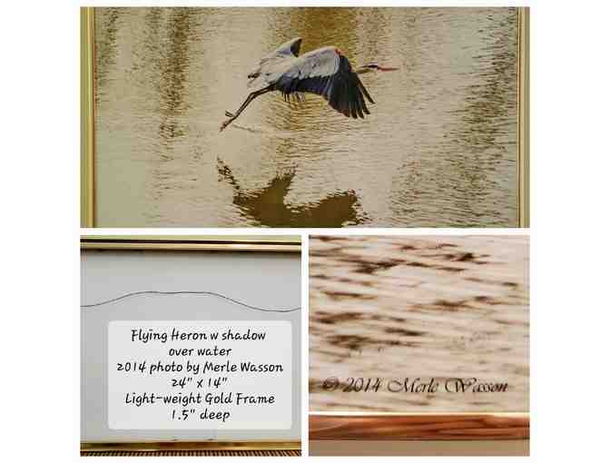 Heron in Flight -- original photography by Merle Wasson