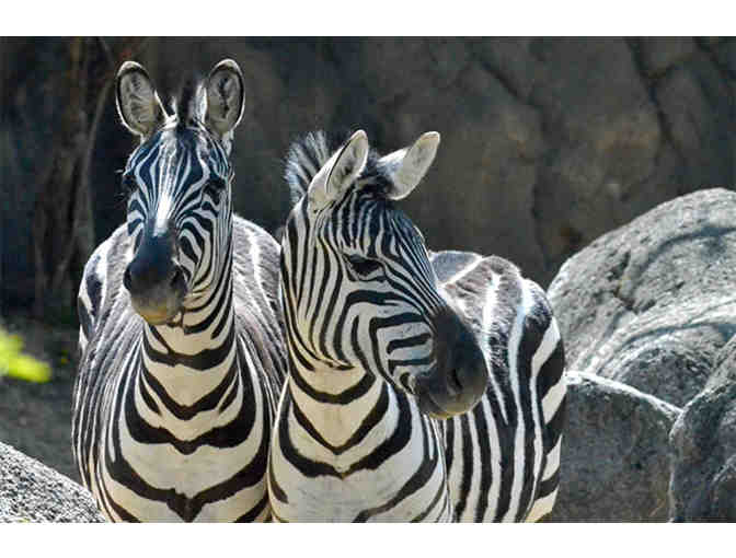 Montgomery Zoo: Zebra Birthday Party for 10! Unique & Fun !!