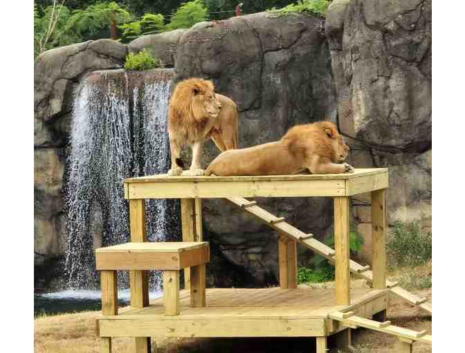 Animal Art -- created by Buddy & Dash, the Montgomery Zoo's African Lions