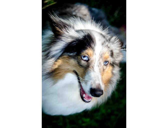 Pet Photography Session with Roy Furchgott Photography