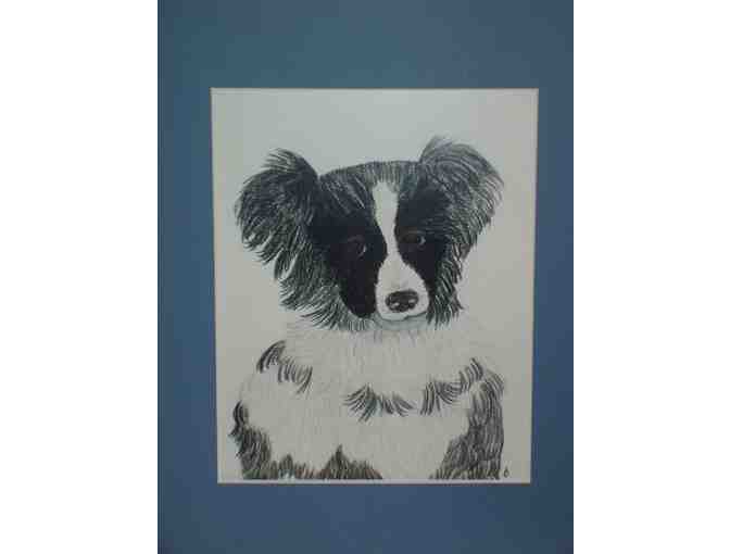 Framed Print 'Young Border Collie'