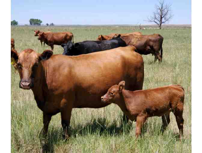 20 lbs Premium Quality Red Angus Ground Beef LOCAL KF Land and Cattle