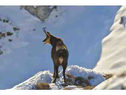 New Zealand Hunting Trip for Four Hunters