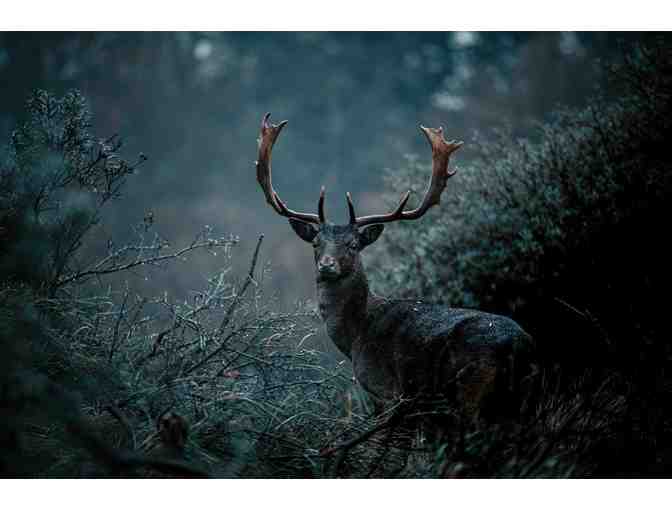 New Zealand Hunting Trip for Four Hunters