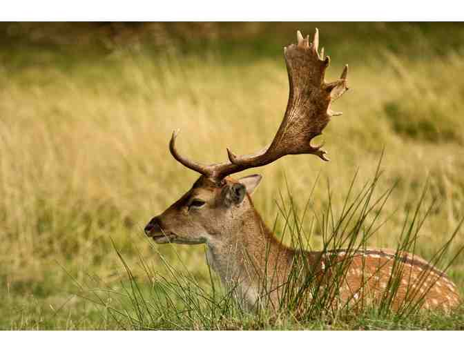 New Zealand Hunting Trip for Four Hunters