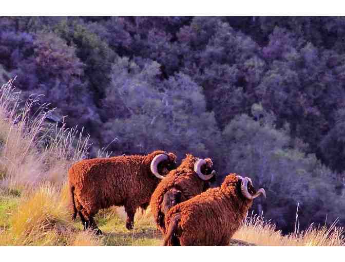 New Zealand Hunting Trip for Four Hunters
