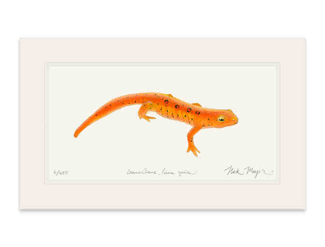 Nick Mayer Red Eft Newt Limited Edition Print