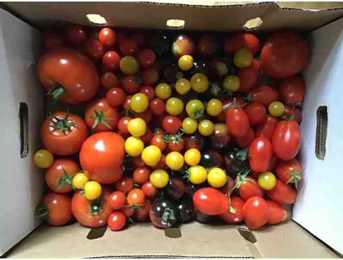 10lbs of Organic Tomatoes - Photo 1