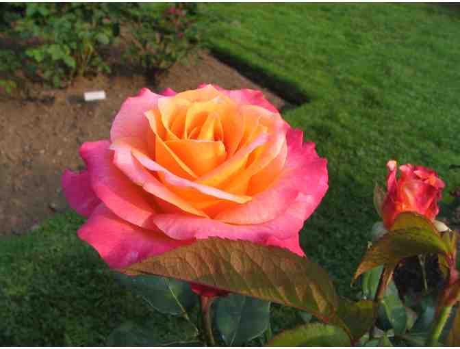 Membership for 2 to Fuller Gardens, North Hampton, NH - Photo 2