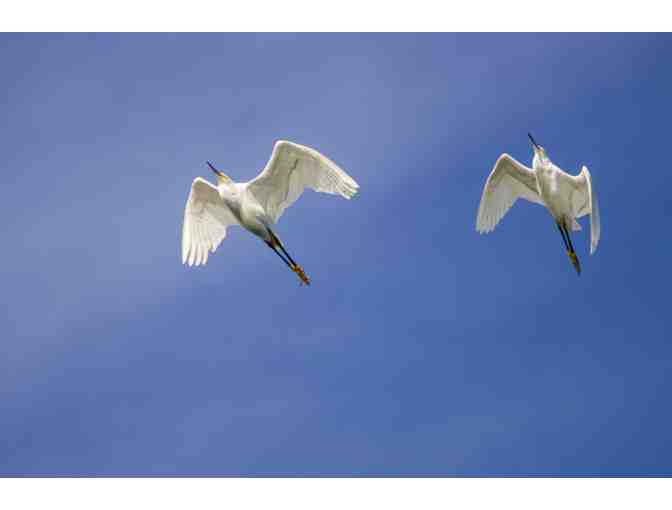 2 Wildlife Kayak Tour Tickets - Photo 4