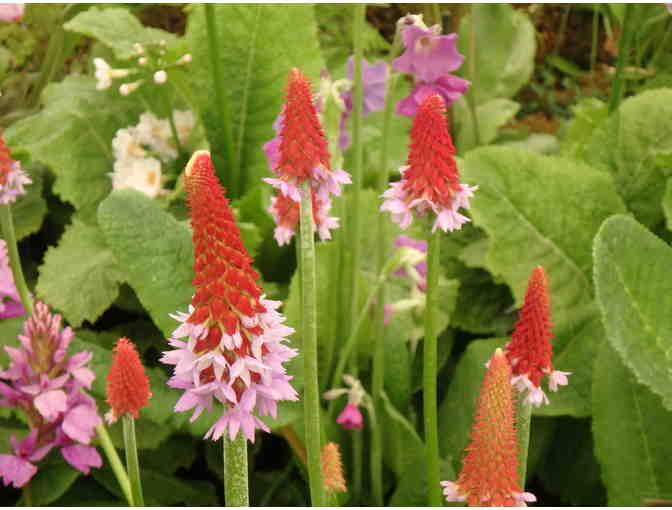 Private tour with gardener Henry Homeyer, and a copy of his Organic Gardening book