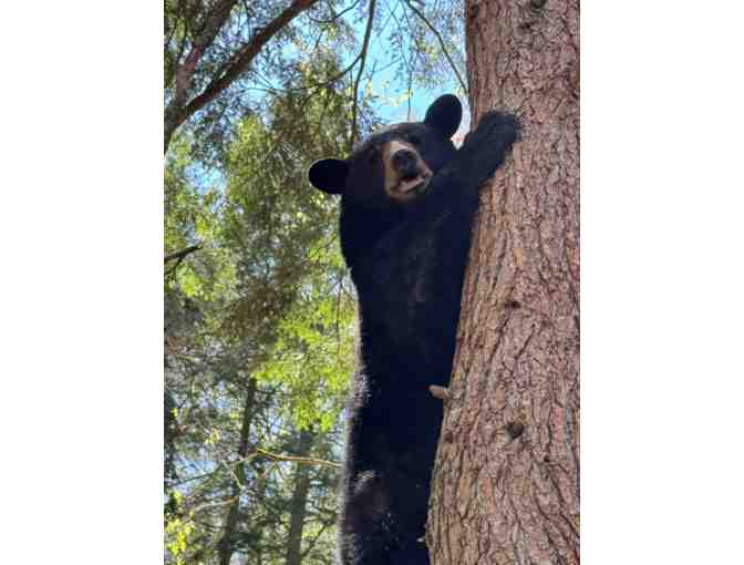 Pass for 2 people to Clark's Bears, Lincoln, NH