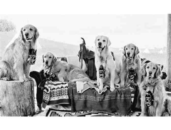 Book - Golden Retriever Photographic Society - Bruce Weber