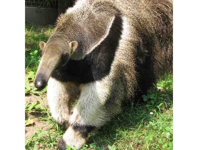 A Behind the Scenes VIP Giant Anteater Encounter - Photo 1