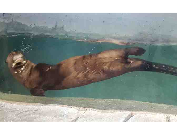 A Behind the Scenes VIP Giant Otter Encounter - Photo 1