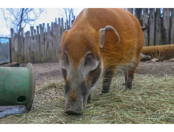 A Behind the Scenes VIP Red River Hog Encounter - Photo 1
