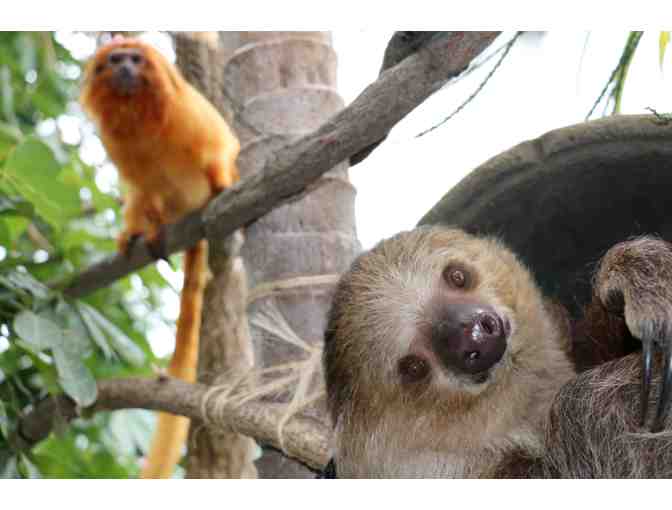 A Behind the Scenes VIP Sloth Encounter - Photo 2