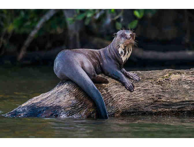 A Behind the Scenes VIP Tour of the Faces of the Rainforest Exhibit