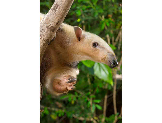 A Behind the Scenes VIP Tour of the Faces of the Rainforest Exhibit