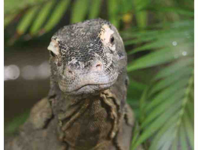 A Behind the Scenes VIP Critter Encounter at RWPZoo