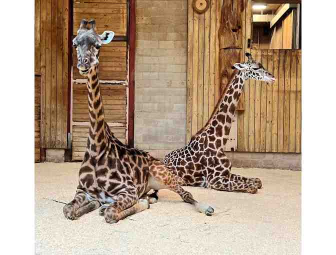 A Behind the Scenes VIP Giraffe Encounter