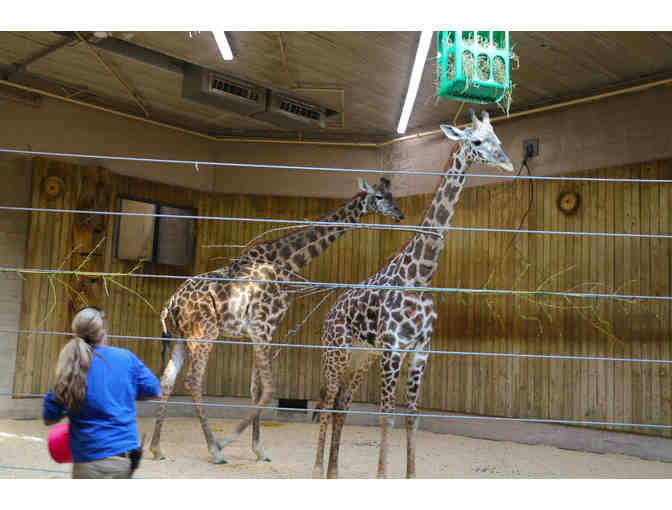 A Behind the Scenes VIP Giraffe Encounter