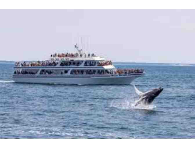 Hyannis Whale Watcher Cruise for Two