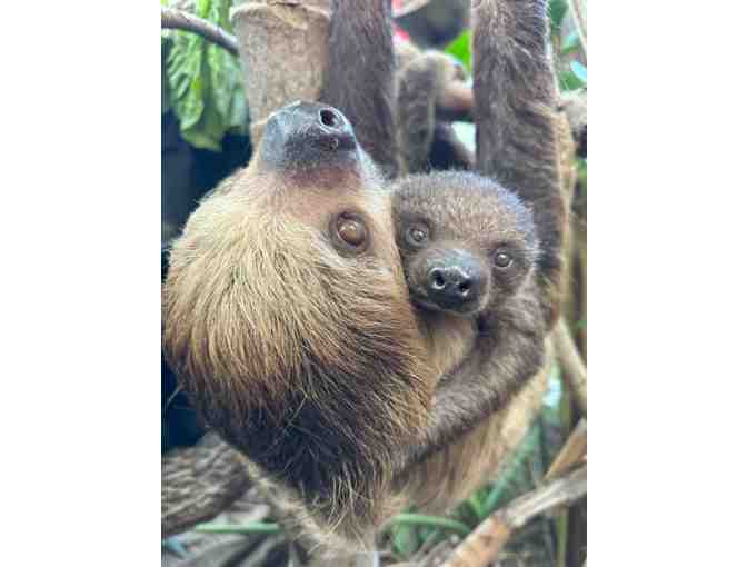 A Behind the Scenes VIP Sloth Encounter at Roger Williams Park Zoo