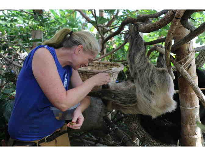 A Behind the Scenes VIP Sloth Encounter at Roger Williams Park Zoo