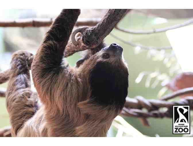 A Behind the Scenes VIP Sloth Encounter at Roger Williams Park Zoo