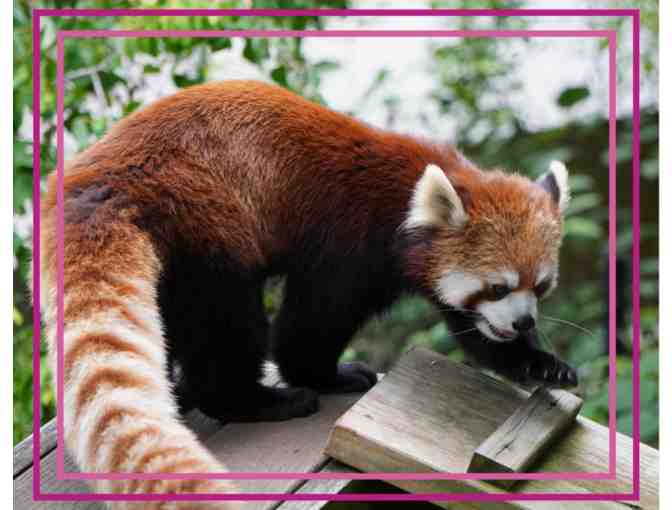 A Behind the Scenes VIP Red Panda Encounter - Photo 1