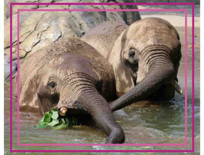 A Behind the Scenes VIP Elephants Encounter - Photo 1