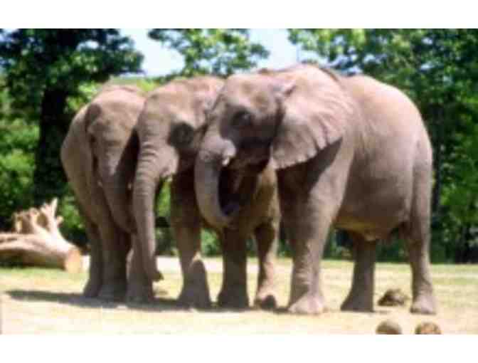 A Behind the Scenes VIP Elephants Encounter - Photo 3