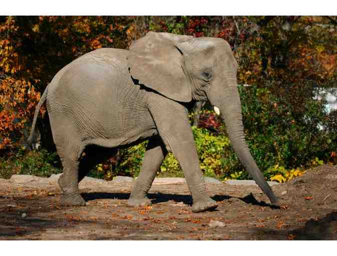A Behind the Scenes VIP Elephants Encounter - Photo 4