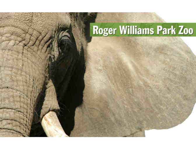 A Behind the Scenes VIP Elephants Encounter - Photo 5