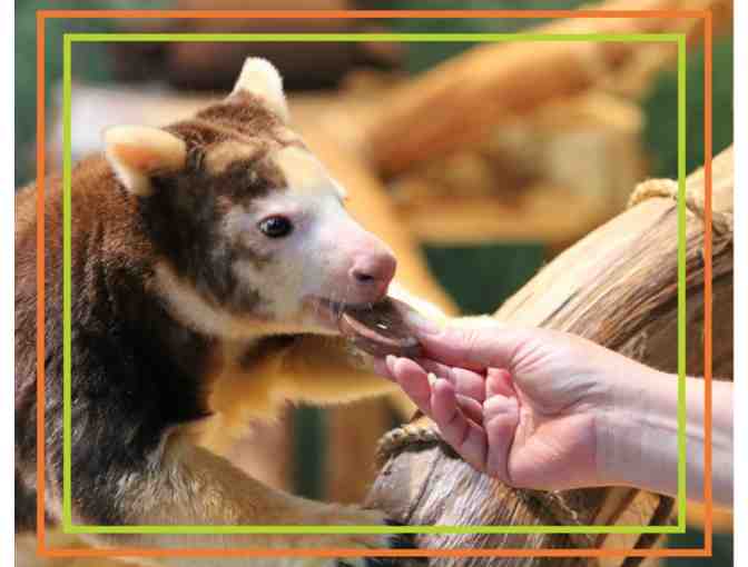A Behind the Scenes VIP Tree Kangaroo Encounter - Photo 1